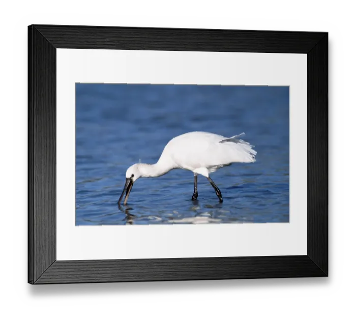 Framed Print : Spoonbill (Platalea leucorodia) searching food Framed Print : Spoonbill (Platalea leucorodia) searching food