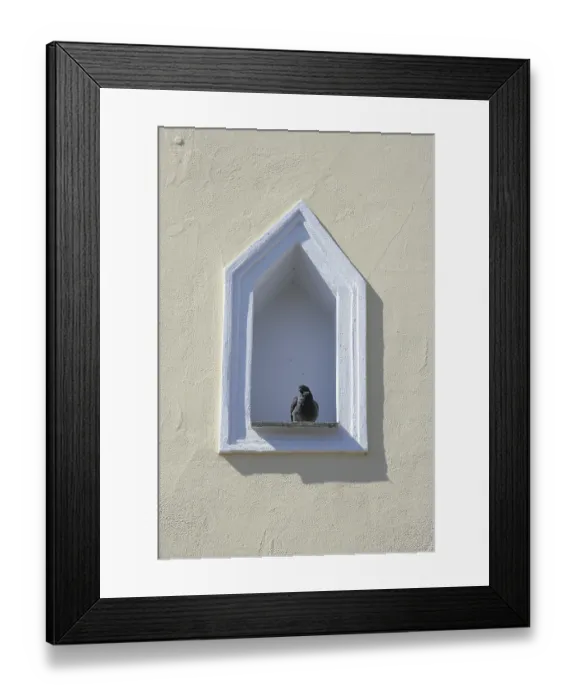 Framed Print : Pigeon perched on a windowsill Framed Print : Pigeon perched on a windowsill