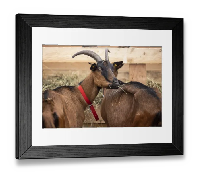 Framed Print : Keeping goats in a stable, Bunte Deutsche Edelziege