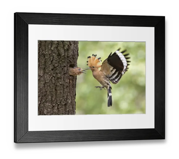 Framed Print : Hoopoe (Upupa epops), feeding young with lizard eggs