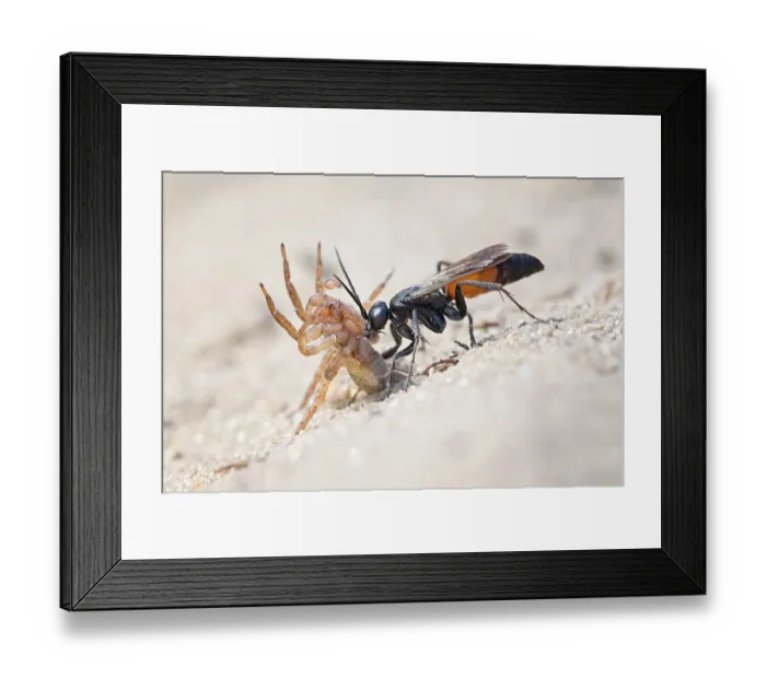 Framed Print : Spider wasp (Anoplius infuscatus) holding a captured wolf spider (Lycosidae) Framed Print : Spider wasp (Anoplius infuscatus) holding a captured wolf spider (Lycosidae)