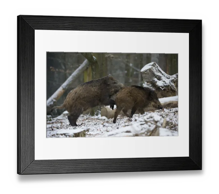 Framed Print : Wild boar (Sus scrofa) in winter Framed Print : Wild boar (Sus scrofa) in winter