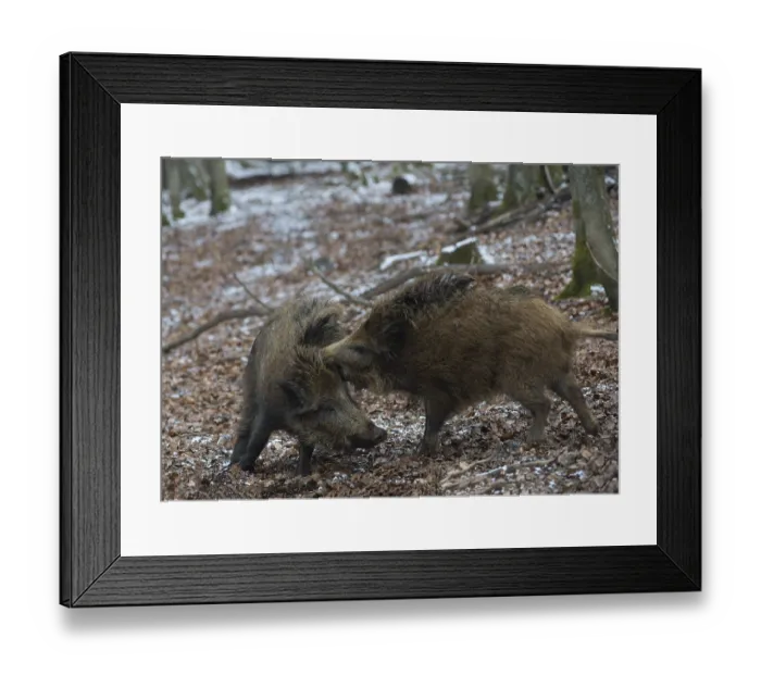 Framed Print : Wild boars (Sus scrofa) in winter Framed Print : Wild boars (Sus scrofa) in winter
