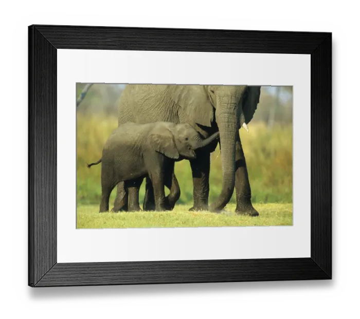 Framed Print : African elephant (Loxodonta africana) elephant Framed Print : African elephant (Loxodonta africana) elephant