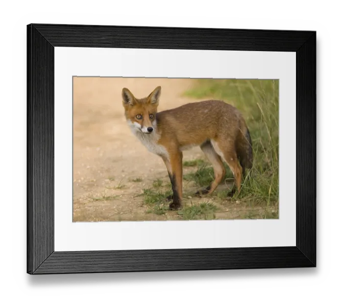 Framed Print : European Red Fox (Vulpes vulpes) cub