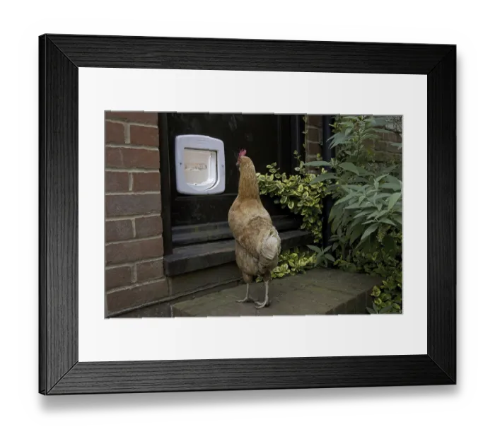 Framed Print : Domestic Chicken, hen, looking at cat-flap in door