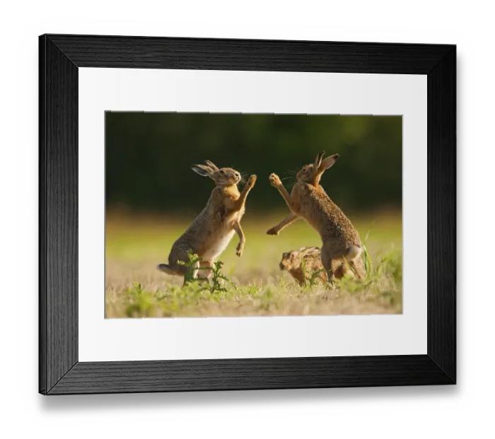 Framed Print : European Hare (Lepus europaeus) adult male and female