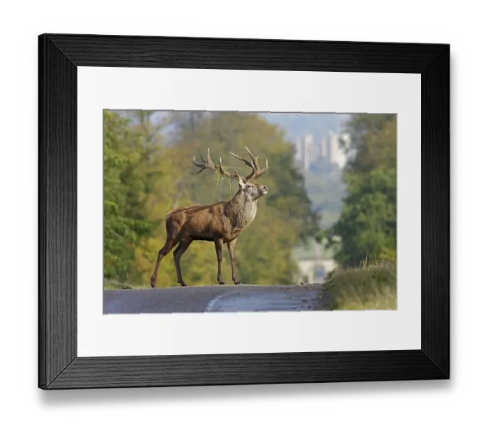 Framed Print : Red deer (Cervus elaphus) mature stag