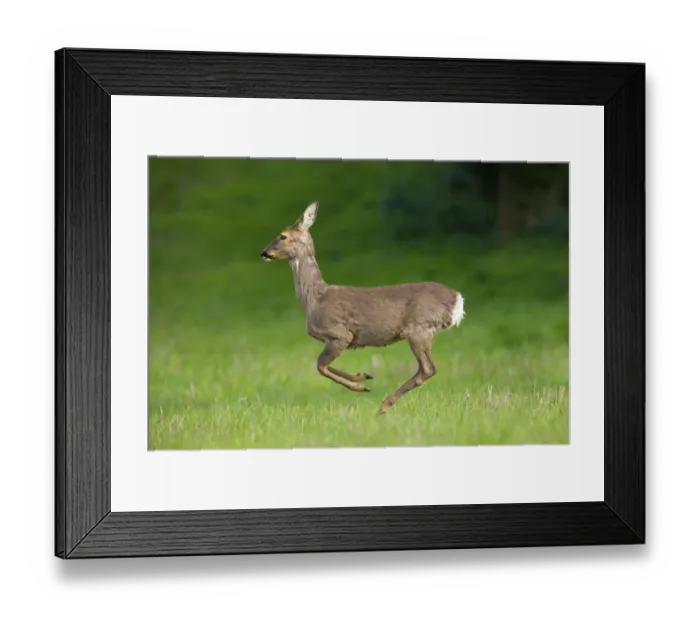 Framed Print : Roe deer, european roe deers (Capreolus capreolus)