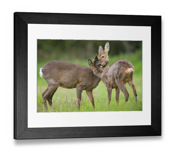 Framed Print : Roe Deer (Capreolus capreolus) doe with young buck