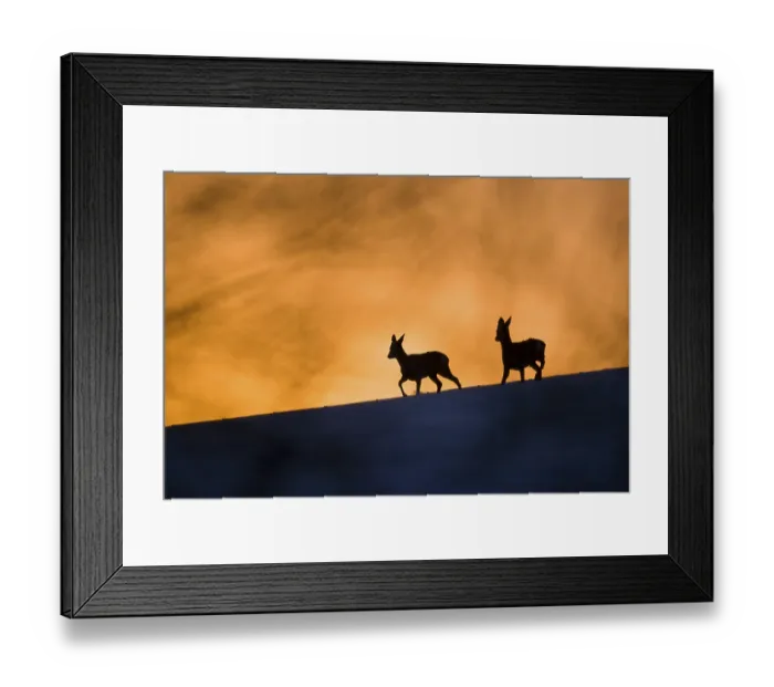 Framed Print : Roe Deer (Capreolus capreolus) buck and doe Framed Print : Roe Deer (Capreolus capreolus) buck and doe