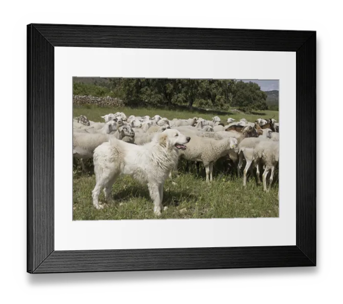 Framed Print : Domestic Dog, livestock guardian dog Framed Print : Domestic Dog, livestock guardian dog