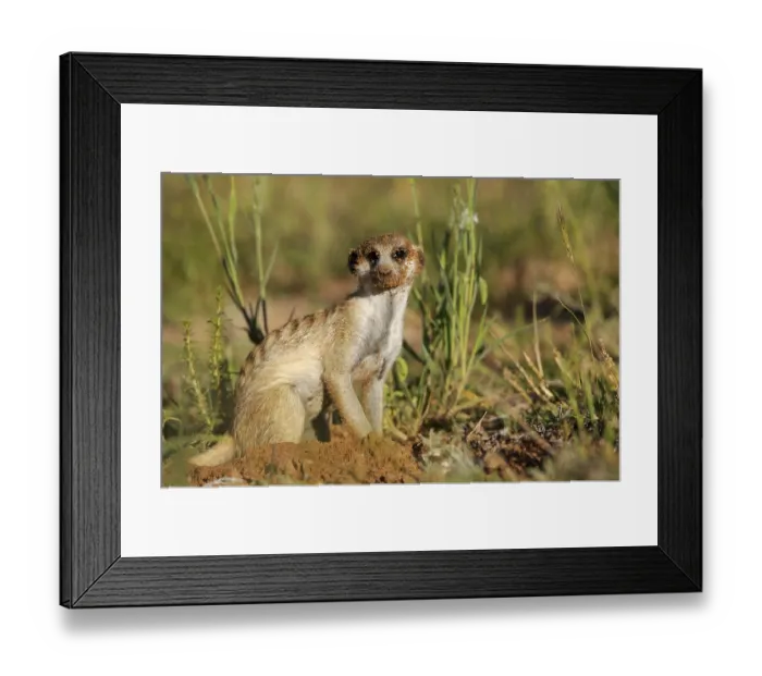 Framed Print : Meerkat (Suricata suricatta) adult Framed Print : Meerkat (Suricata suricatta) adult