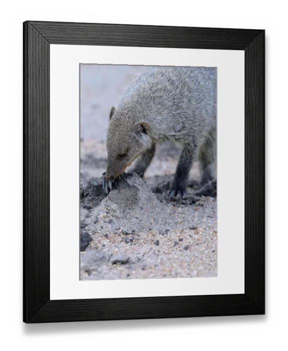 Framed Print : Zebra Mongoose, banded mongooses (Mungos mungo) Framed Print : Zebra Mongoose, banded mongooses (Mungos mungo)
