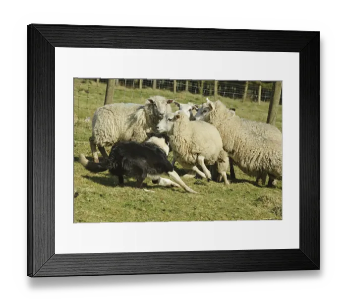Framed Print : Border collie herding flock of sheep