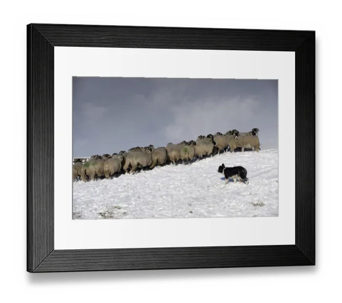 Framed Print : Border Collie herding sheep, England Framed Print : Border Collie herding sheep, England