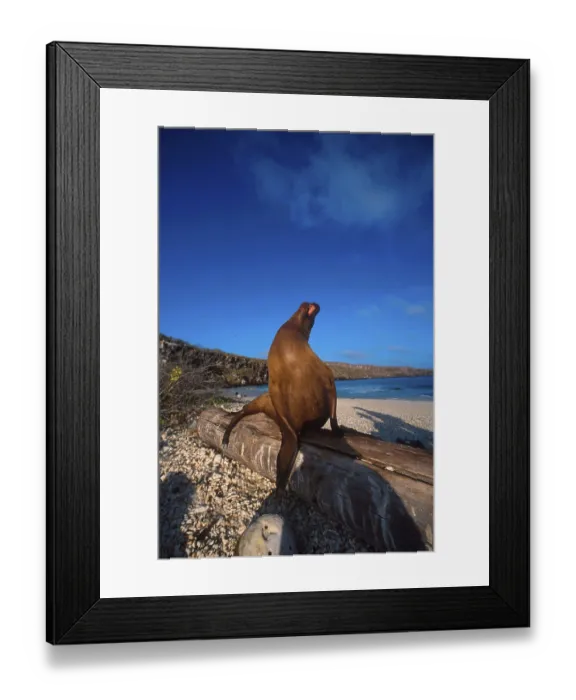 Framed Print : Zalophus californianus wollebaeki