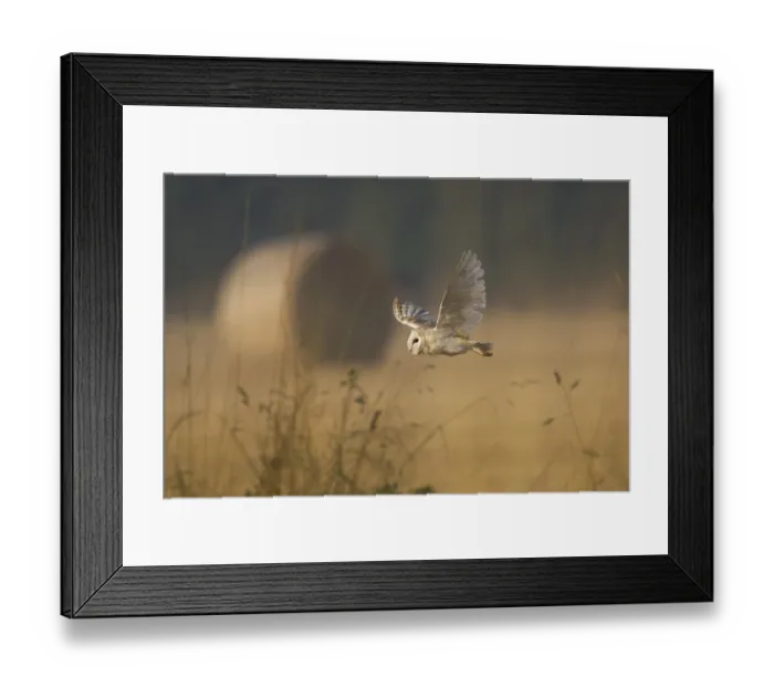 Framed Print : Barn Owl (Tyto alba) adult, in flight over farmland Framed Print : Barn Owl (Tyto alba) adult, in flight over farmland