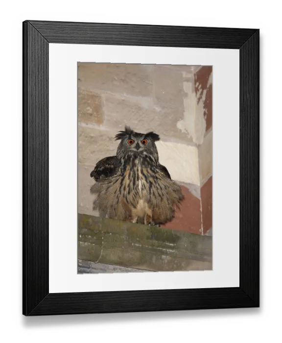 Framed Print : Eurasian eagle-owl (Bubo bubo) Framed Print : Eurasian eagle-owl (Bubo bubo)