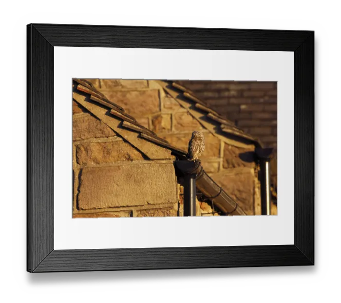 Framed Print : Little owl (Athene noctua), adult