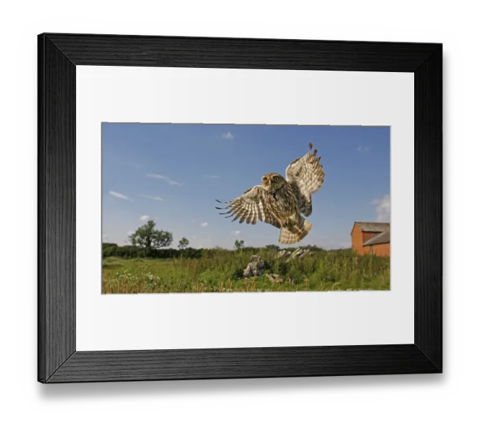 Framed Print : Little owl (Athene noctua) adult