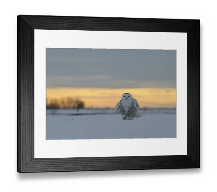 Framed Print : Snowy owl (Nyctea scandiaca), adult female
