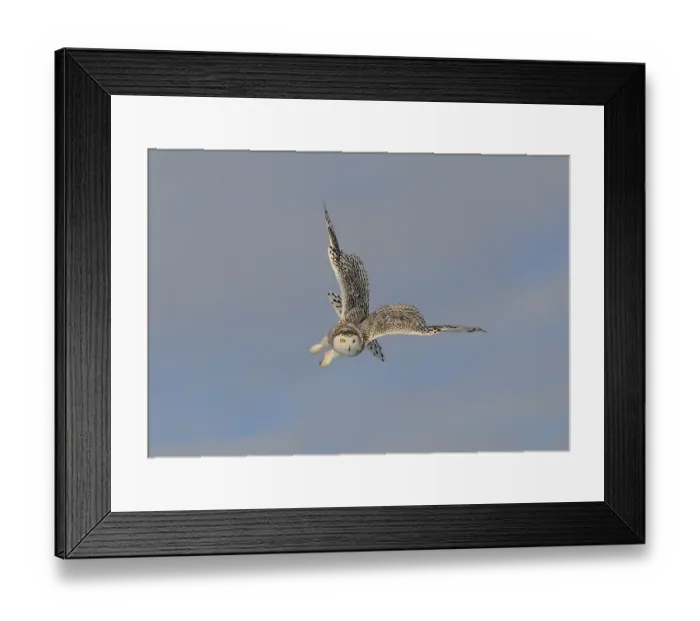 Framed Print : Snowy owl (Nyctea scandiaca), adult female