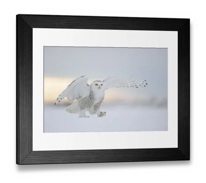 Framed Print : Snowy owl (Nyctea scandiaca), adult female