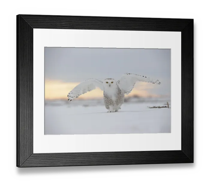 Framed Print : Snowy owl (Nyctea scandiaca), adult female
