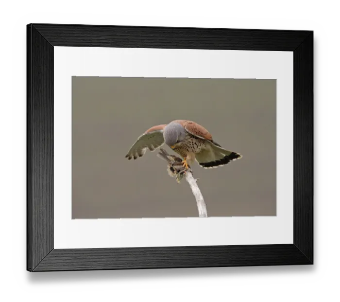 Framed Print : Common kestrel (Falco tinnunculus)