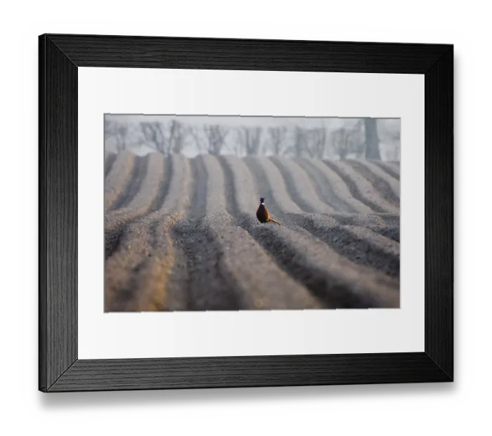 Framed Print : Common pheasant (Phasianus colchicus) Framed Print : Common pheasant (Phasianus colchicus)