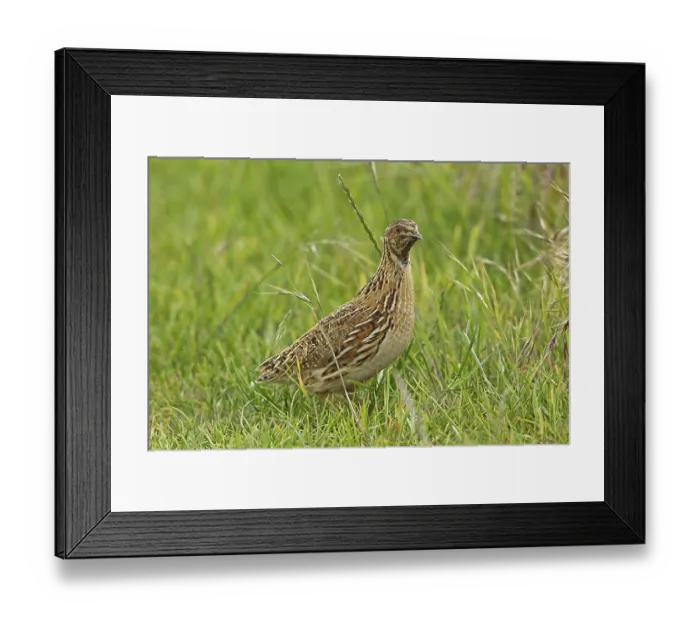 Framed Print : European Quail, European Quail
