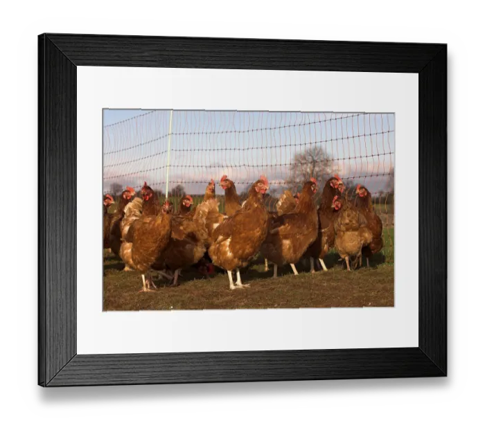 Framed Print : Domestic fowl, free-range chicken