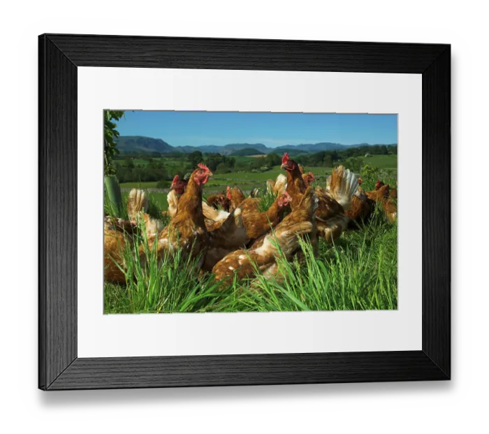 Framed Print : Domestic fowl, free-range chickens feeding at the edge of a wood