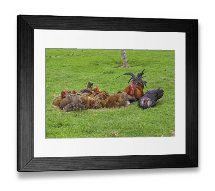 Framed Print : Domestic fowl, catfish, free-range cock and hens