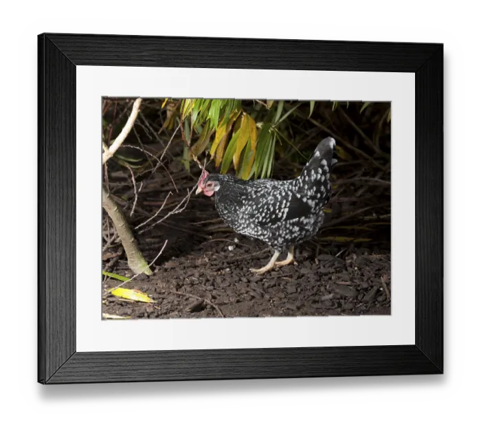 Framed Print : Ancona chickens, purebred, poultry Framed Print : Ancona chickens, purebred, poultry
