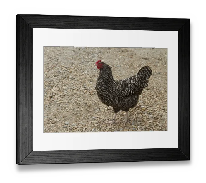 Framed Print : Maran hen Framed Print : Maran hen