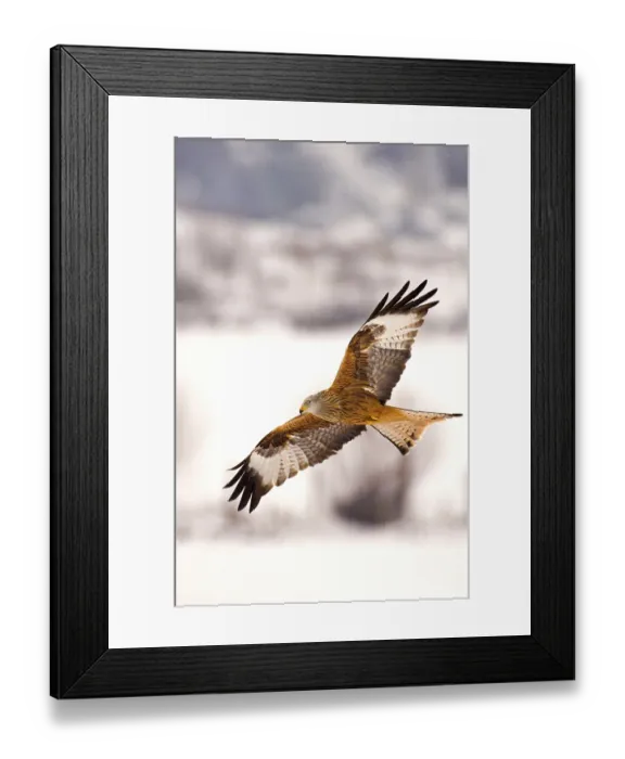 Framed Print : Red Kite (Milvus milvus) adult
