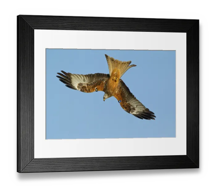 Framed Print : Red kite (Milvus milvus) adult
