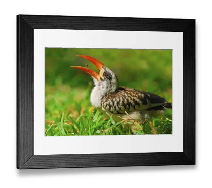 Framed Print : Red-billed Hornbill (Tockus erythrorhynchus) adult
