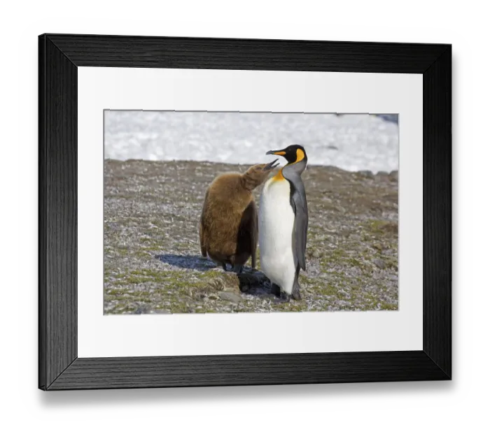 Framed Print : Aptenodytes patagonica, King Penguin (Aptenodytes patagonicus)