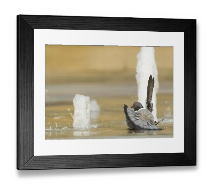 Framed Print : Feral Pigeon (Columba livia) adult