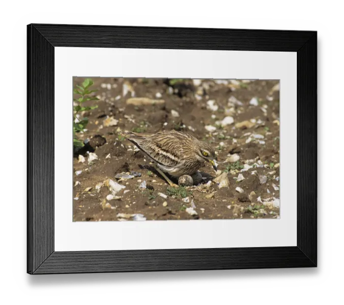 Framed Print : Eurasian stone curlew (Burhinus oedicnemus) adult Framed Print : Eurasian stone curlew (Burhinus oedicnemus) adult