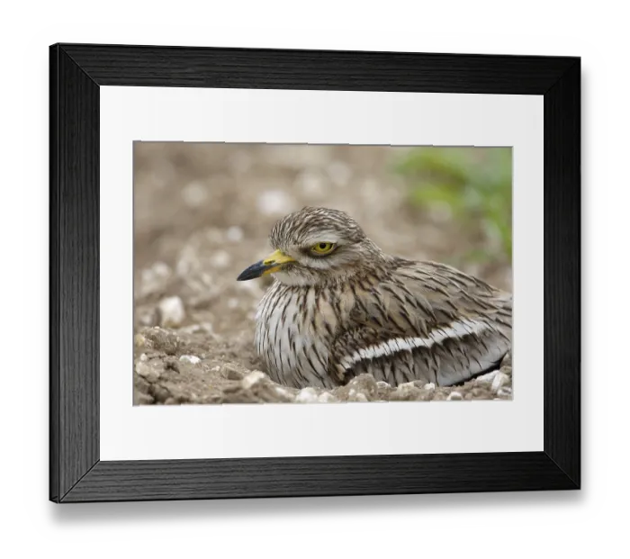 Framed Print : Eurasian stone curlew (Burhinus oedicnemus) adult