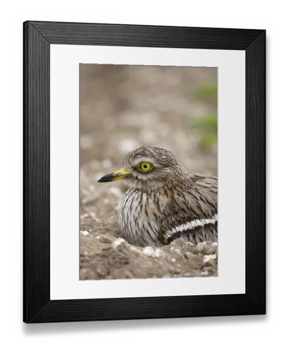 Framed Print : Eurasian stone curlew (Burhinus oedicnemus) adult
