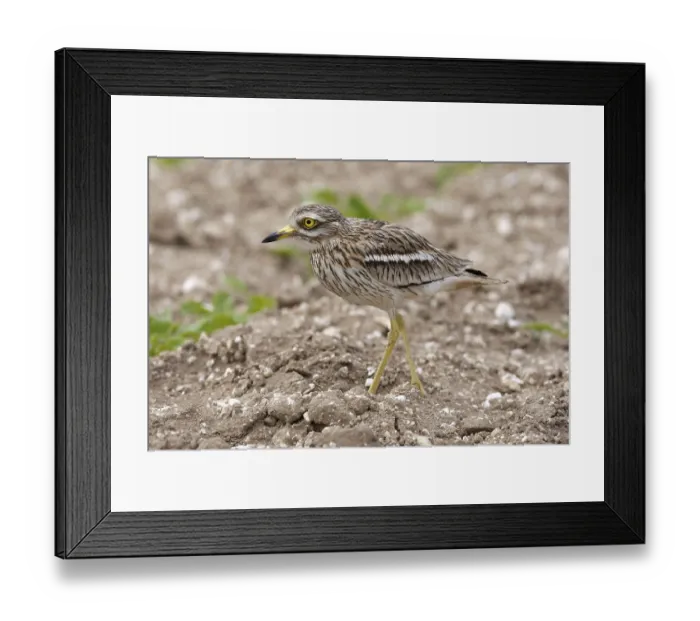 Framed Print : Eurasian stone curlew (Burhinus oedicnemus) adult Framed Print : Eurasian stone curlew (Burhinus oedicnemus) adult