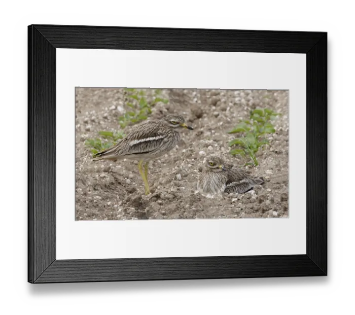 Framed Print : Eurasian stone curlew (Burhinus oedicnemus) adult pair Framed Print : Eurasian stone curlew (Burhinus oedicnemus) adult pair