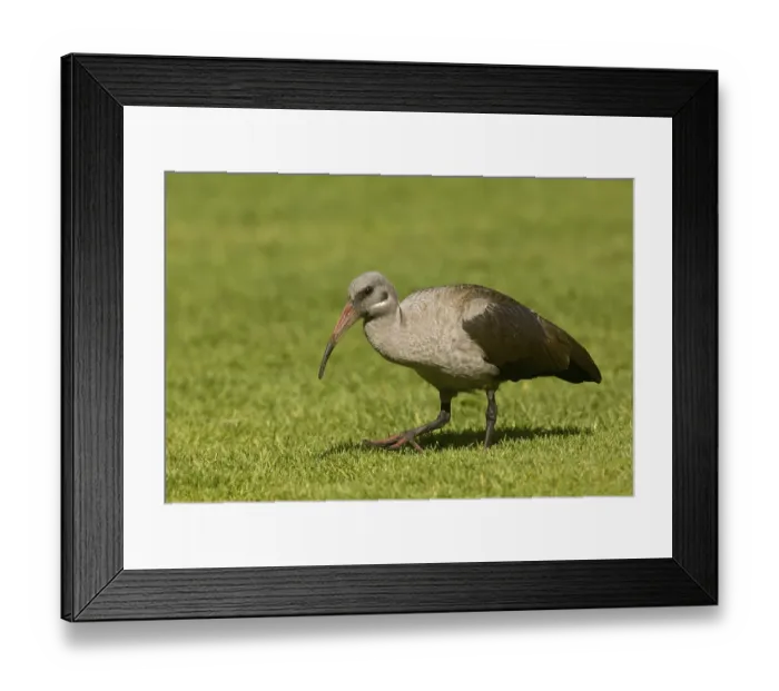 Framed Print : Hadada Ibis (Bostrychia hagedash) adult