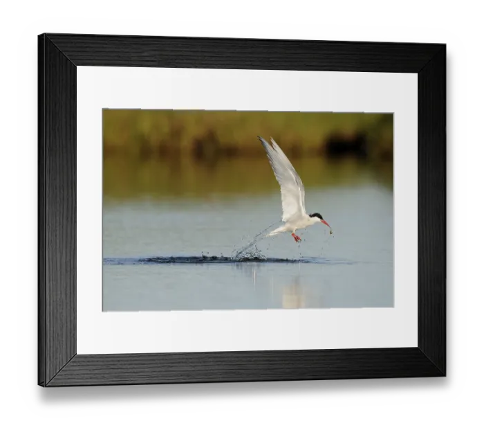 Framed Print : Arctic Tern (Sterna paradisea) adult