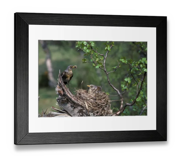 Framed Print : Fieldfare, fieldfares (Turdus pilaris) Framed Print : Fieldfare, fieldfares (Turdus pilaris)